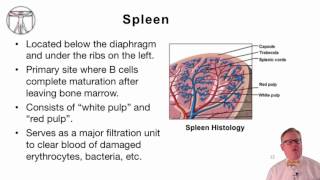 4 Introduction to Human Lymphoid Organs [upl. by Ecyoj]