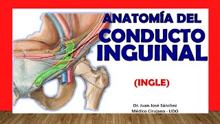 🥇 Anatomía del CONDUCTO INGUINAL Ingle Fácil y Sencilla [upl. by Franciska]