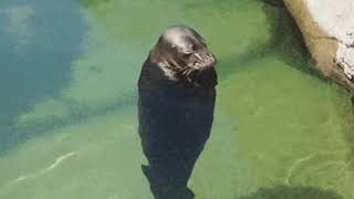 There is no need to be upset Spinning seal in water 1 hour long [upl. by Ciapas]