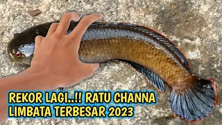 REKOR LAGI‼️RATU Channa LIMBATA BERHASIL TERANGKAT ke Permukaan [upl. by Naujuj]