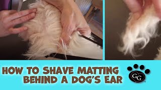 How To Shave Matting Behind a Dog’s Ear – Gina’s Grooming [upl. by Amak70]