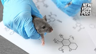 Chinese lab crafts mutant COVID19 strain with 100 kill rate in ‘humanized’ mice [upl. by Trace]