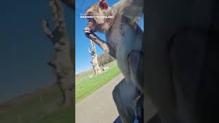 Monkey does hilarious backflip off car in safari enclosure Shorts [upl. by Mcdougall669]