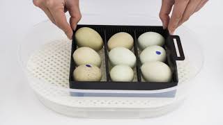 Magicfly Mini Egg Incubators for Hatching Eggs [upl. by Allen]