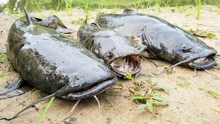 Flathead Catfish CATCH AND COOK All Night Sandbar Camping [upl. by Annoirb109]