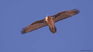 Bearded Vulture flight in slow motion [upl. by Narut939]