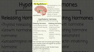 Hypothalamus anatomy and Hypothalamic Hormones [upl. by Reprah374]