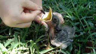 Feeding Baby MockingBird Wax Worms [upl. by Nogam]