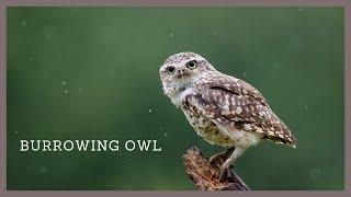 Burrowing owl call  Athene cunicularia [upl. by Lerred]