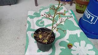 Japanese Maples PreBonsai Spring Wakeup Part 1 [upl. by Ullund202]