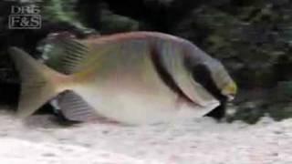 Two Barred Rabbitfish Siganus virgatus  LiveAquariacom [upl. by Bertold]