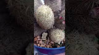 Mammillaria elongata 🖤🖤🖤 [upl. by Mit]