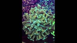 euphyllia meerwasseraquaristik coral reefer reeftank reefkeeper [upl. by Anikes]