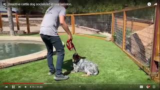 Dog Trainer Reviews Beckmans Dog Training  Socializing  Part 2 [upl. by Resneps]