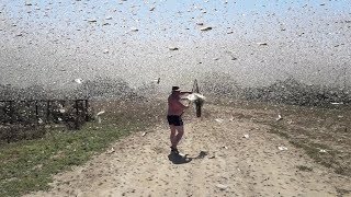 Swarms of locusts cover the sky in Russia [upl. by Notle880]