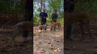 Amazing journey between dogs in action 21 [upl. by Ranna]