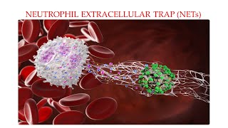 L35 Neutrophil Extracellular Trap NETs NETosis Part 2 Understanding Mechanisms Behind NETs [upl. by Anaeed]