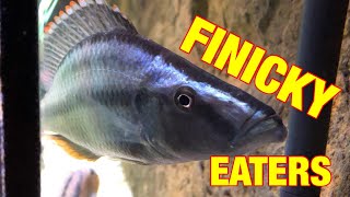 My 3 Tips for Fixing Finicky Eating Fish [upl. by Toblat453]