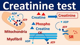 Serum Creatinine test [upl. by Morey]