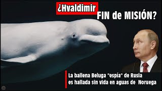 ¿Hvaldimir FIN de MISIÓN La ballena Beluga quotespíaquot de Moscú es hallada sin vida en aguas noruegas [upl. by Hyozo]