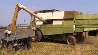 ♘㋡★Комбайн Fortschritt E517 выгрузка зерна  combine harvester Fortschritt E517 [upl. by Naitsirc]