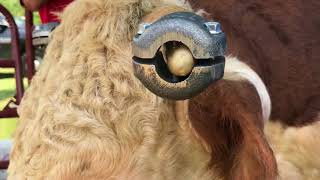 Horn Weights For Registered Hereford bull quotDAKOTA 222Equot [upl. by Shute594]