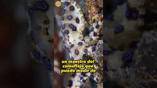 Los 10 Peces Más VENENOSOS del Mundo Pulpo de Anillos Azules 🐙 [upl. by Ailbert]