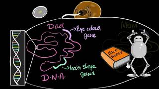 Genes DNA amp chromosomes  Heredity amp Evolution  Biology  Khan Academy [upl. by Brucie]