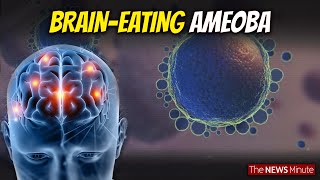 Explained What is BrainEating Amoeba that causes Amoebic Meningoencephalitis Health [upl. by Catherin]