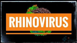 Rhinovirus Common Cold [upl. by Berliner]