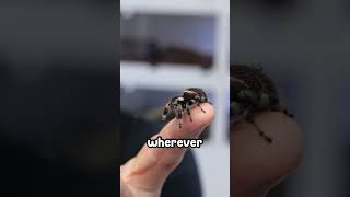 Jumping Spider Shooting Ropes all Over [upl. by Nowed]