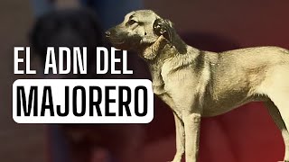 Sobre el ADN del PERRO de GANADO MAJORERO [upl. by Eromle]