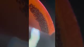 Clownfish eggs up close [upl. by Irving560]