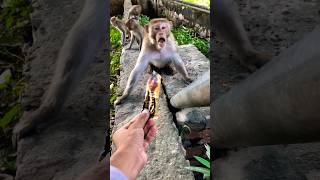 Lal langote wala hai ytshorts ❤️🤟🙏🐒🫶👍👍👍👍👍👍 [upl. by Nairrad43]