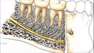 Rapports anatomiques de la troisième molaire mandibulaire [upl. by Novets273]