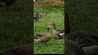 Greylag Geese Wicksteed Park Kettering goose birds animals wildlife nature [upl. by Alysoun]