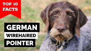 German Wirehaired Pointer  Top 10 Facts [upl. by Vi]