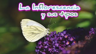 Inflorescencia y sus tipos [upl. by Gilmore]