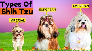 Wybór pielęgnacja i kąpiel szczeniaka shih tzu [upl. by Solana694]