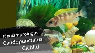 Neolamprologus Caudopunctatus  Dwarf Cichlid [upl. by Eves632]