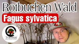 Rotbuchen quotFagus sylvaticaquot Wald Bonsai 5323 [upl. by Athalla919]