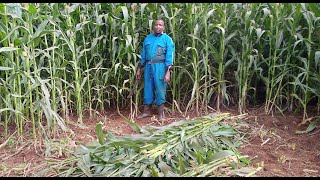 PREPARATION FOR SILAGE MAKING MUST WATCH [upl. by Kcerb]