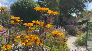 Late July Cottage Garden Tour Stunning Perennials in Bloom  Perennial Garden [upl. by Aseneg15]