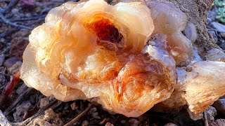 Hunting unique botryoidal chalcedony in Utah [upl. by Nicram]