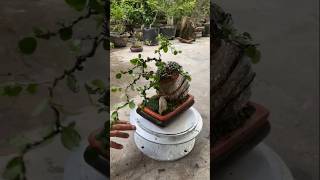 The simplest way to create a bonsai tree clinging to rock bonsaitips bonsai bonsaitree [upl. by Aubyn954]