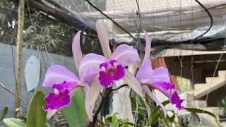 Orquídea e orquidário da irmã Silvana mostrando uma lindíssima flor de katlleyas zap 33 999485460 [upl. by Ylatfen]