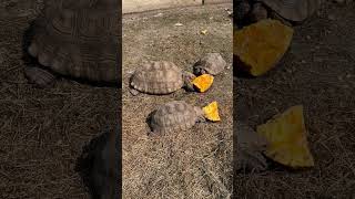 Sulcata tortoises eating pumpkins 🎃 sulcatatortoise sulcata swetlandtortoises tortoise pumkin [upl. by Assennev]