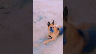 bishnoi883 garmanshepherd doglover dog rajasthanyoutubeshorts trending viralvideos shorts [upl. by Wurtz30]