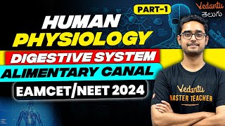 Digestive System Alimentary Canal  Human Physiology  Part 1  NEET 2024  EAMCET 2024  Vedantu [upl. by Agle]