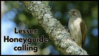 LESSER HONEYGUIDE calling [upl. by Eilhsa]